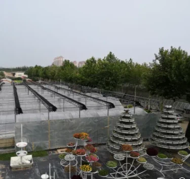 Vegetable Growing Anti-Dripping Film Greenhouse